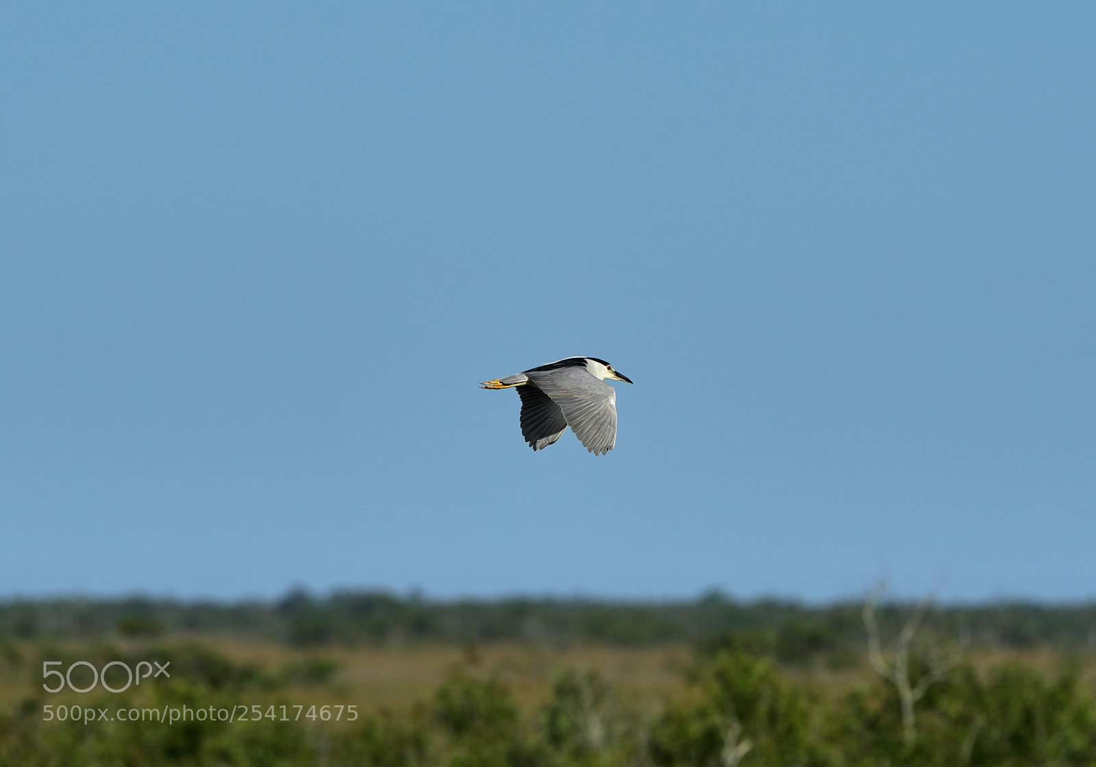 Canon EOS-1D X Mark II sample photo. 04-18-18-0013243.jpg photography