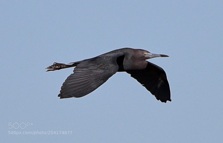 Canon EOS-1D X Mark II sample photo. 04-18-18-0013242.jpg photography