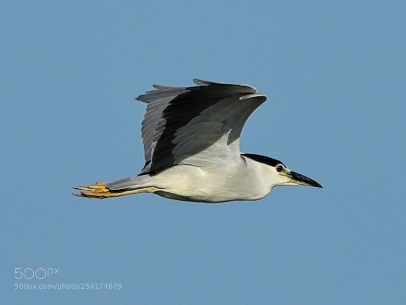 Canon EOS-1D X Mark II sample photo. 04-18-18-0013246.jpg photography