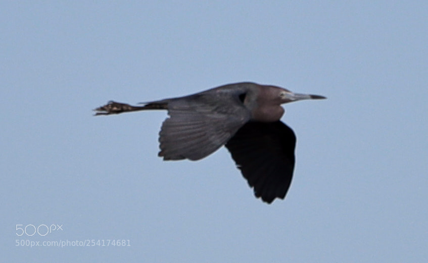 Canon EOS-1D X Mark II sample photo. 04-18-18-0013241.jpg photography