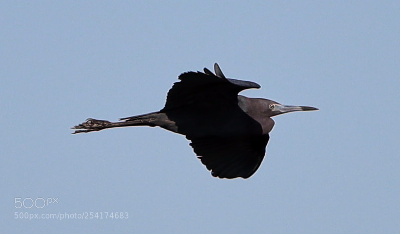 Canon EOS-1D X Mark II sample photo. 04-18-18-0013240.jpg photography