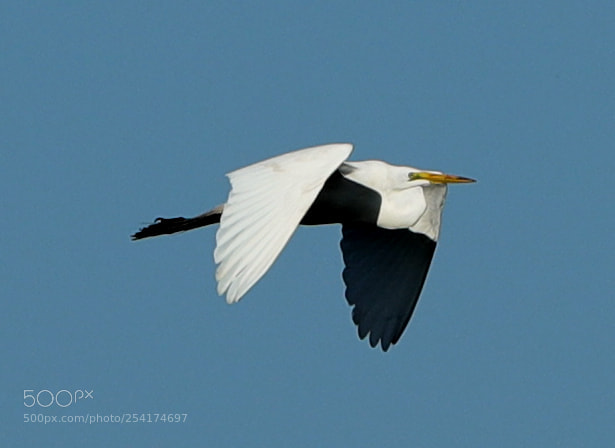 Canon EOS-1D X Mark II sample photo. 04-18-18-0013237.jpg photography