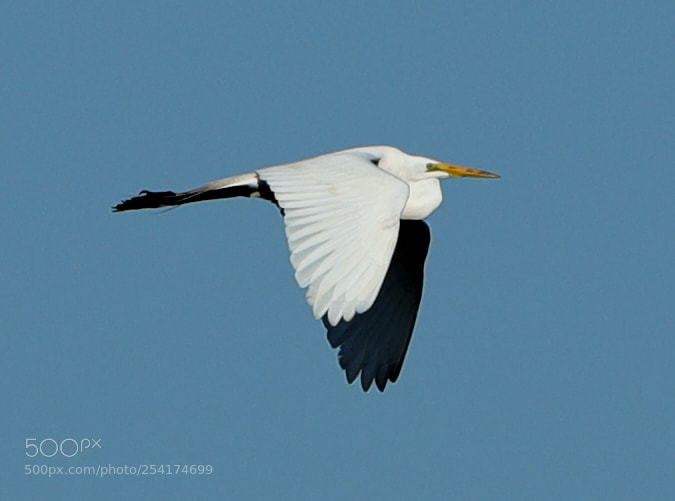 Canon EOS-1D X Mark II sample photo. 04-18-18-0013236.jpg photography