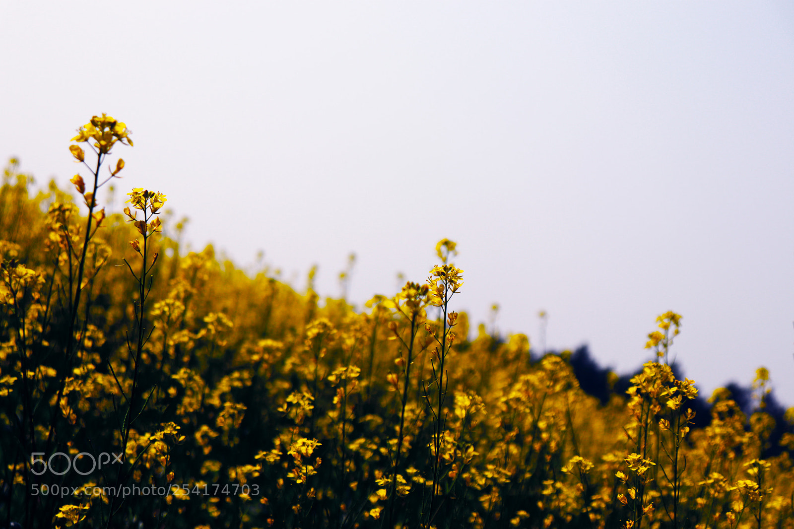 Canon EOS 77D (EOS 9000D / EOS 770D) sample photo. Glistening meadow photography