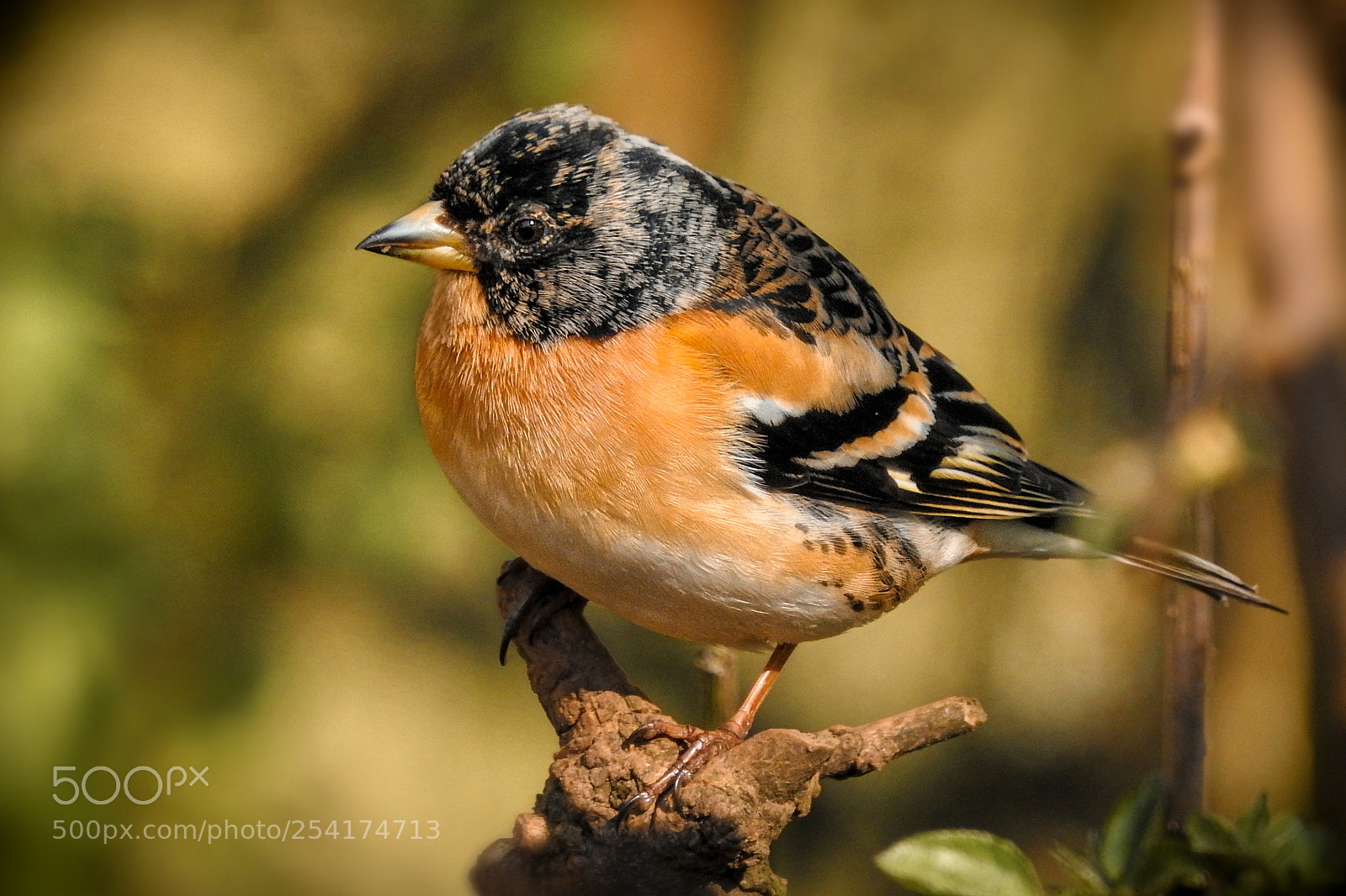 Nikon Coolpix P900 sample photo. Brambling photography