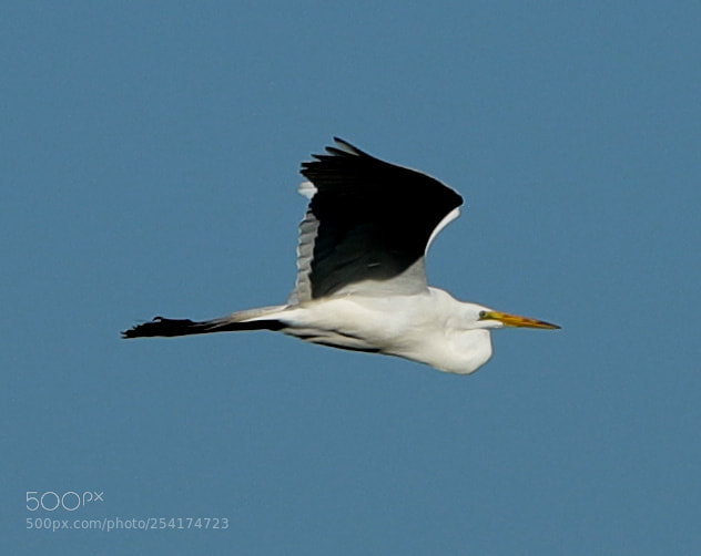 Canon EOS-1D X Mark II sample photo. 04-18-18-0013235.jpg photography