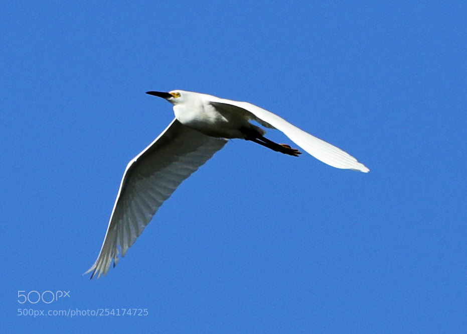Canon EOS-1D X Mark II sample photo. 04-18-18-0013234.jpg photography