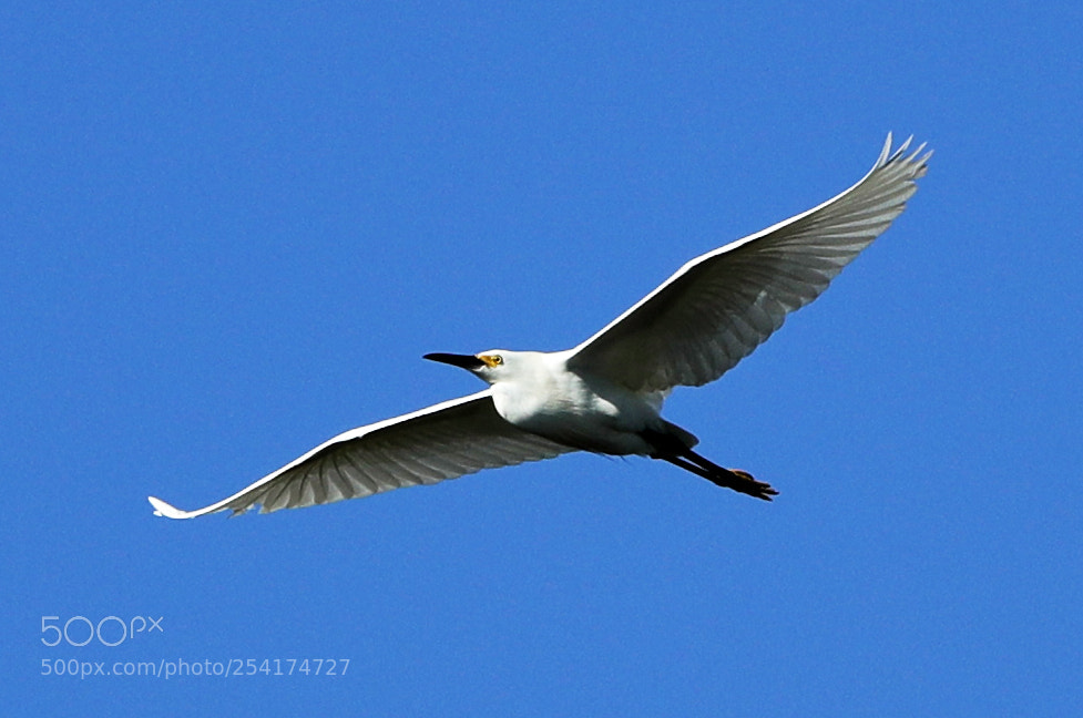 Canon EOS-1D X Mark II sample photo. 04-18-18-0013233.jpg photography