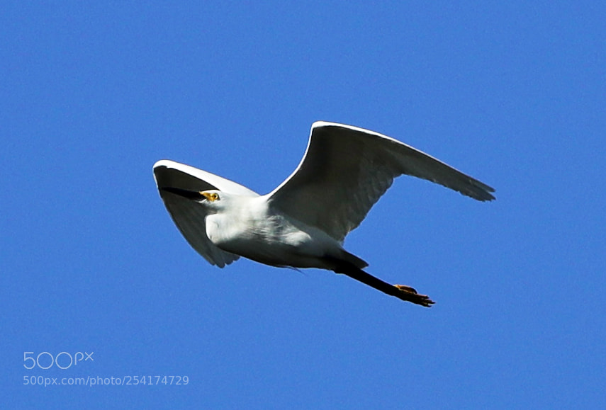 Canon EOS-1D X Mark II sample photo. 04-18-18-0013232.jpg photography