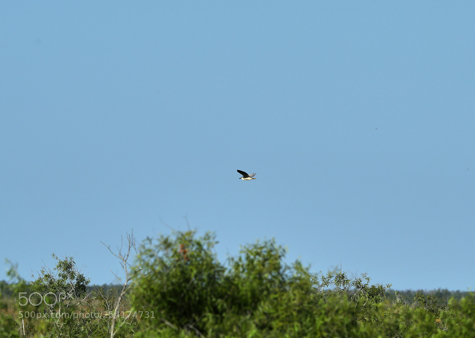 Canon EOS-1D X Mark II sample photo. 04-18-18-0013231.jpg photography