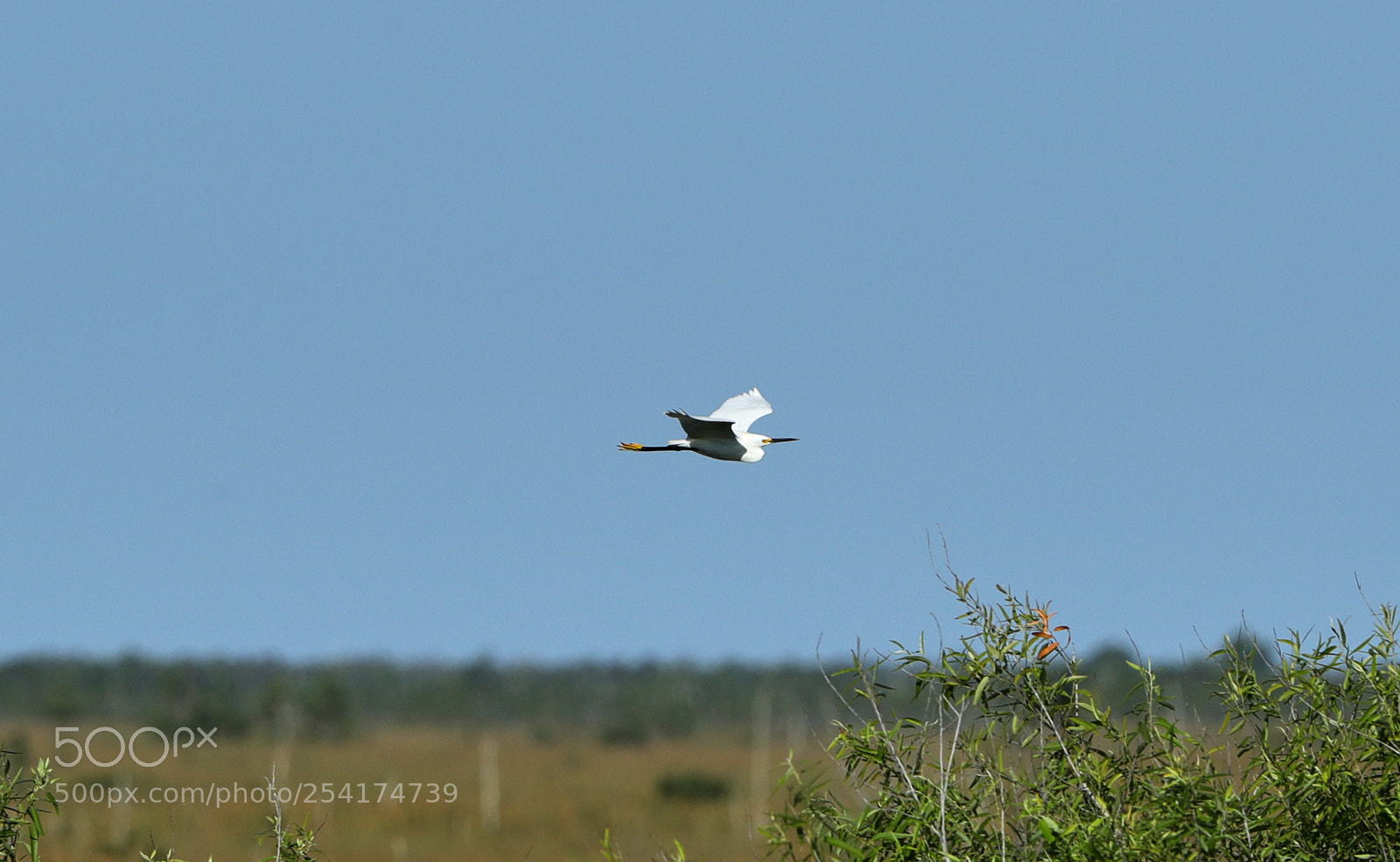 Canon EOS-1D X Mark II sample photo. 04-18-18-0013228.jpg photography