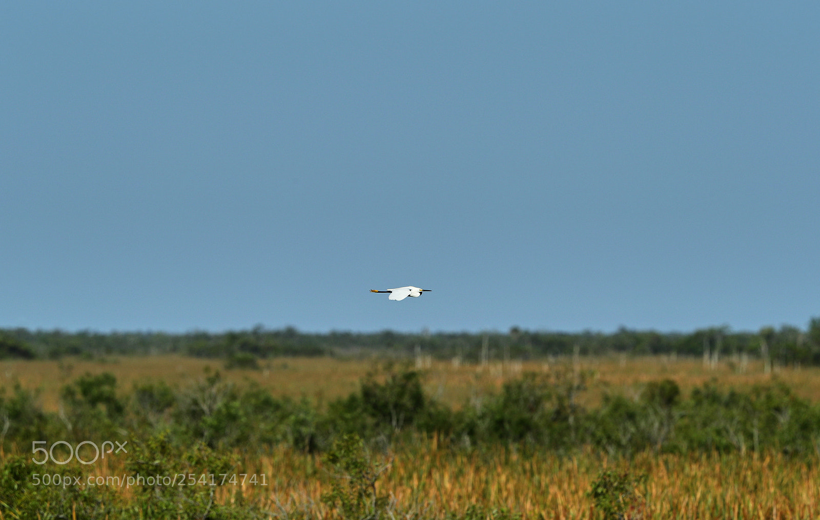 Canon EOS-1D X Mark II sample photo. 04-18-18-0013227.jpg photography