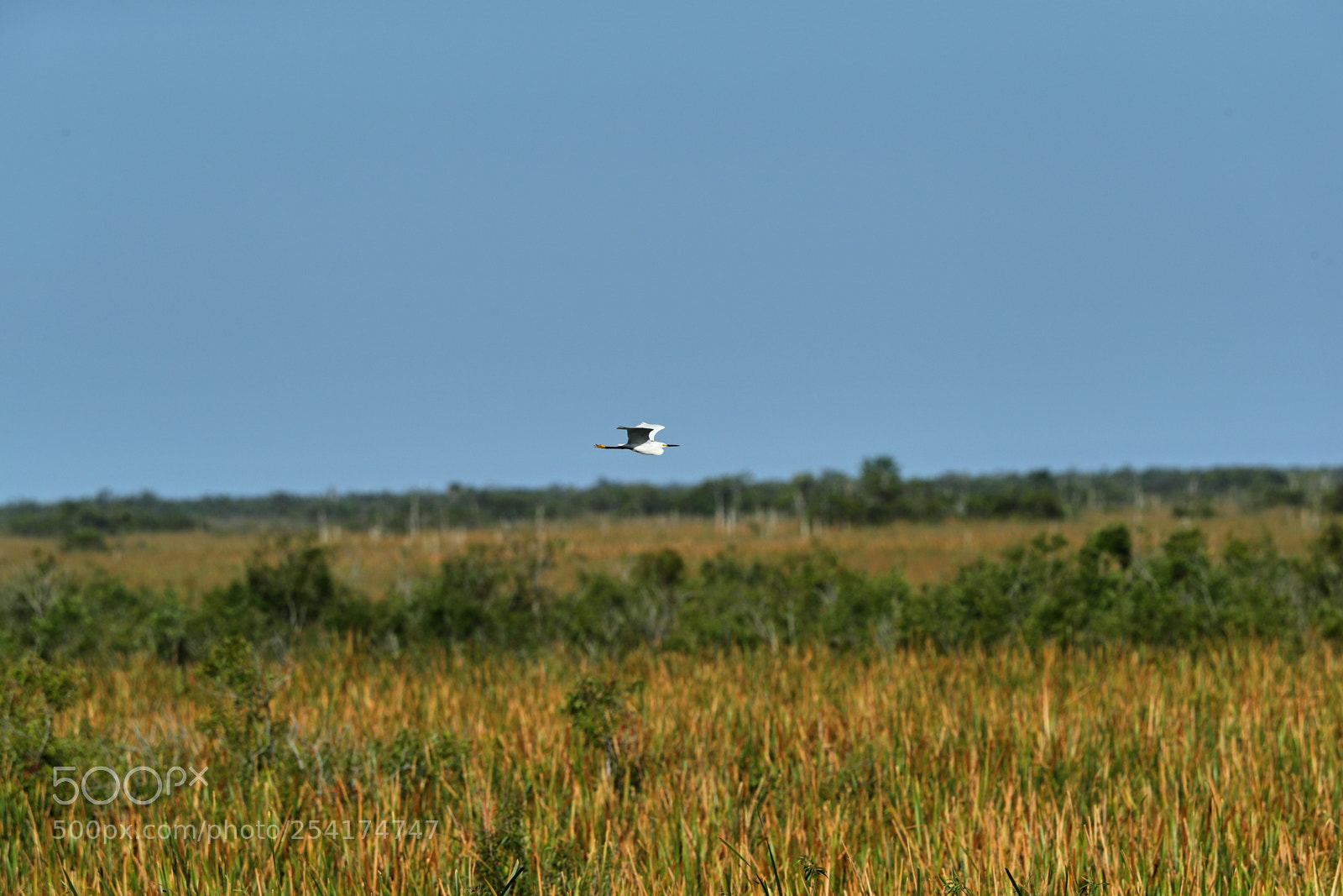 Canon EOS-1D X Mark II sample photo. 04-18-18-0013226.jpg photography