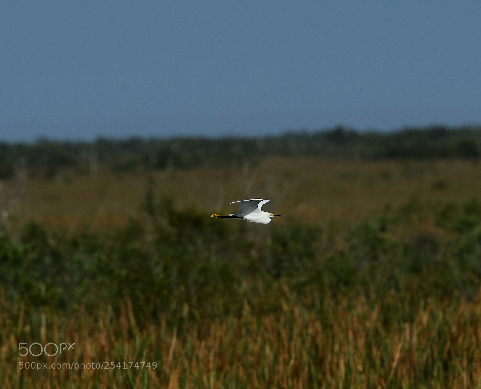 Canon EOS-1D X Mark II sample photo. 04-18-18-0013225.jpg photography