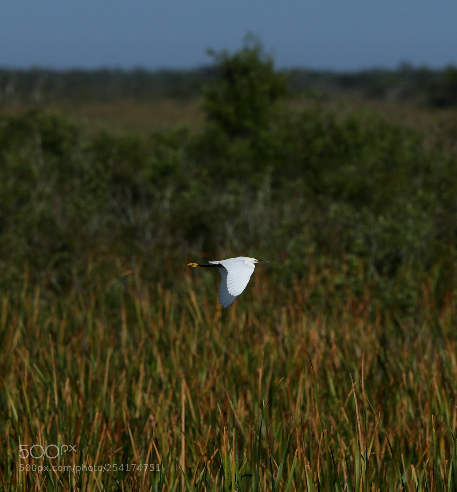 Canon EOS-1D X Mark II sample photo. 04-18-18-0013224.jpg photography