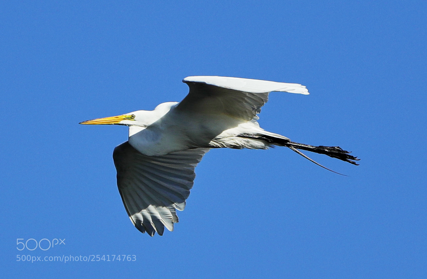 Canon EOS-1D X Mark II sample photo. 04-18-18-0013223.jpg photography