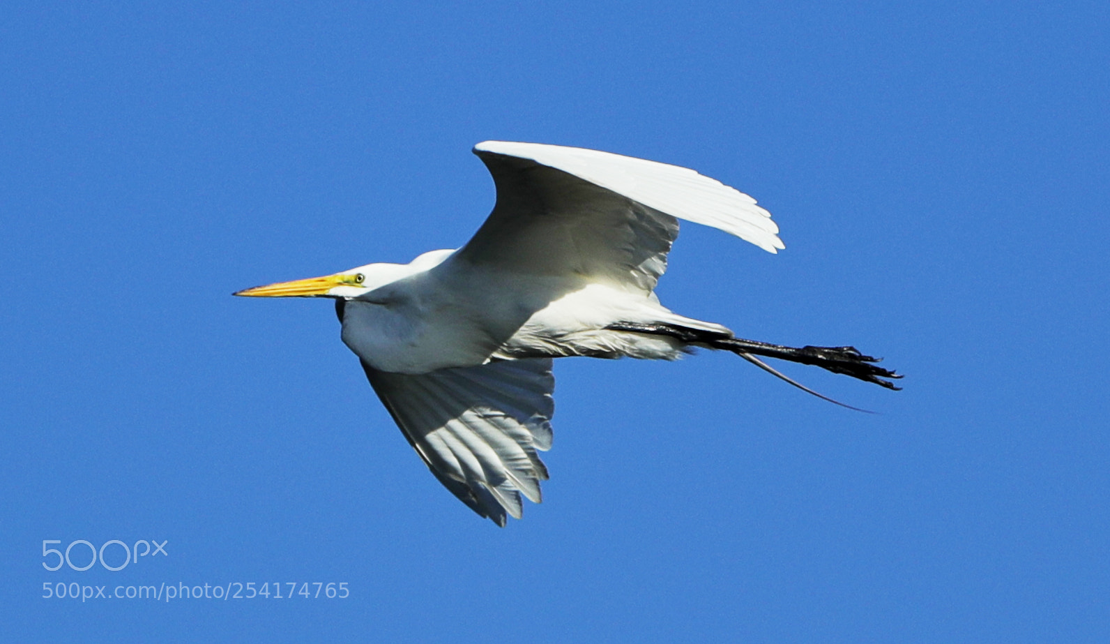 Canon EOS-1D X Mark II sample photo. 04-18-18-0013222.jpg photography