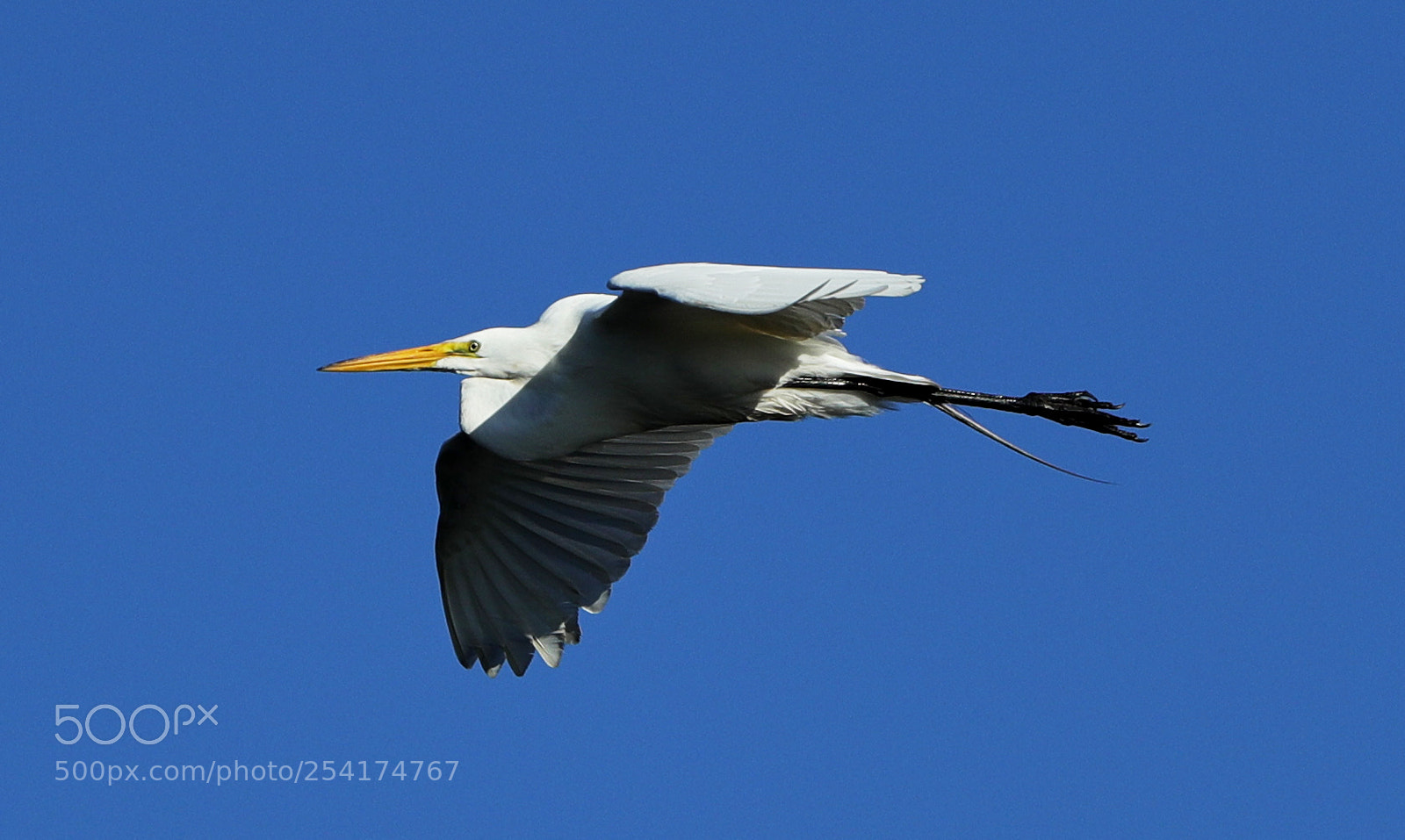 Canon EOS-1D X Mark II sample photo. 04-18-18-0013221.jpg photography