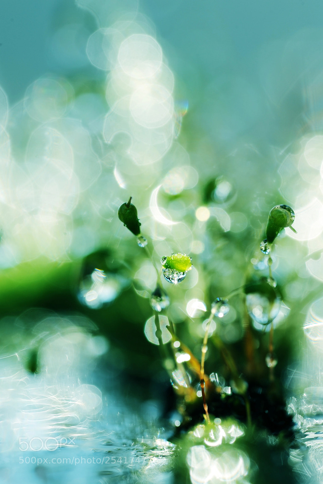 Nikon D700 sample photo. Balcony jungle v photography