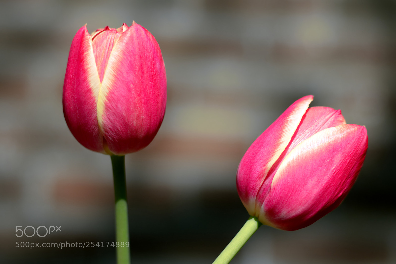 Canon EOS 750D (EOS Rebel T6i / EOS Kiss X8i) sample photo. Tulip2 photography
