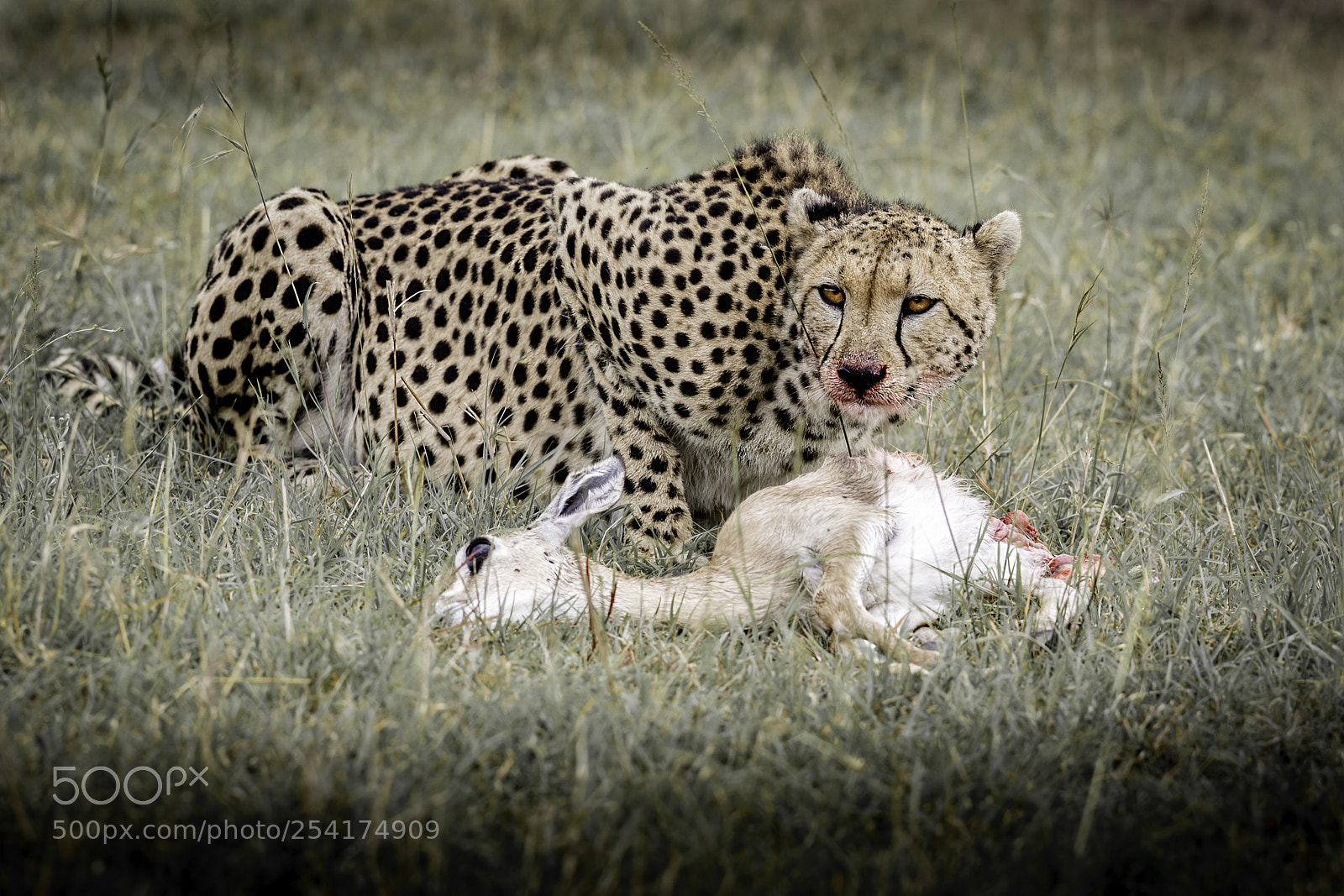 Nikon D5 sample photo. Cheetah with gazelle photography
