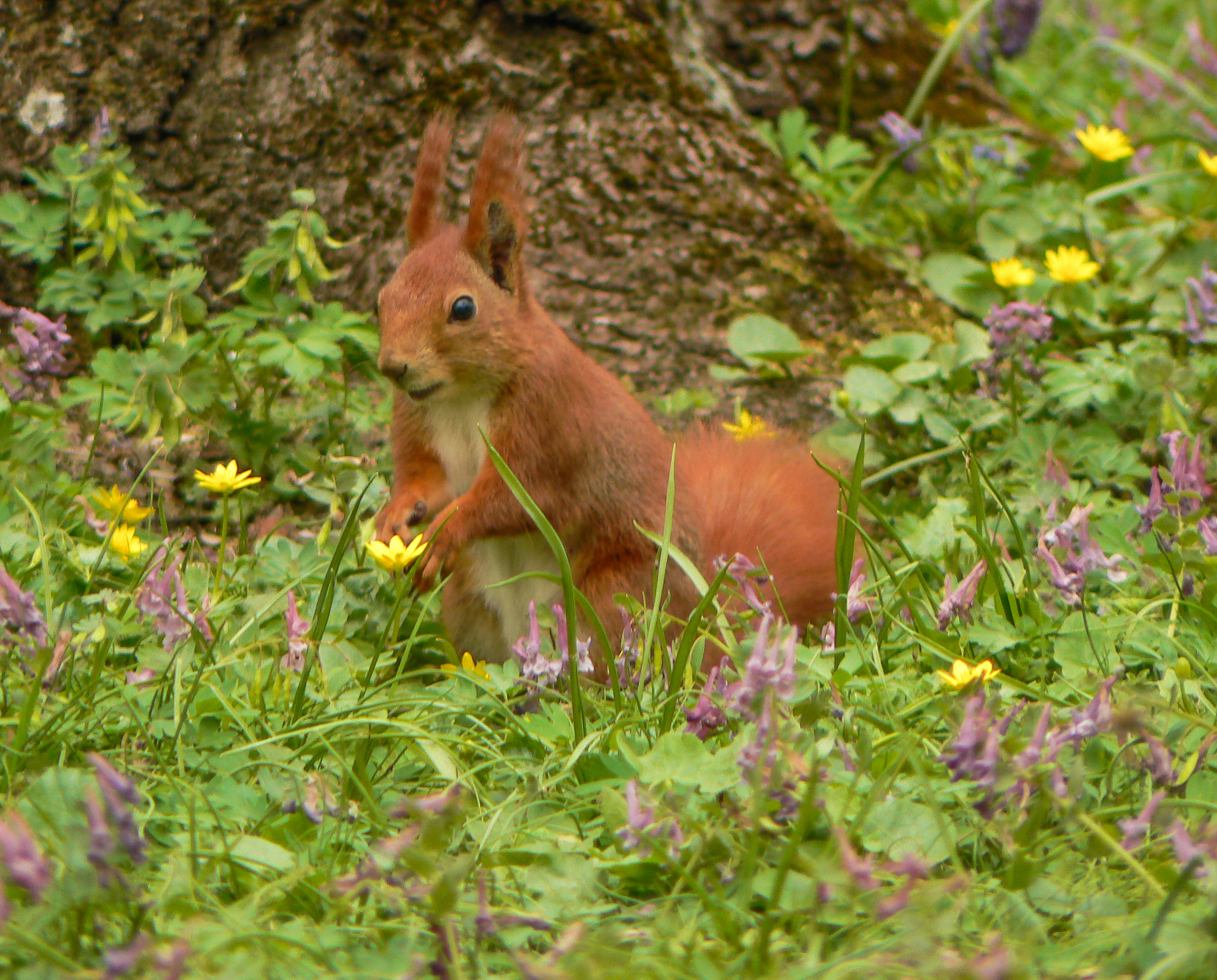 Panasonic DMC-FZ7 sample photo. Squirrel in grass photography