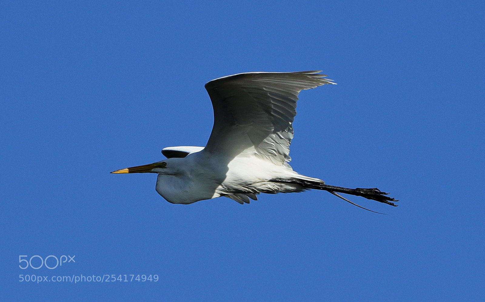 Canon EOS-1D X Mark II sample photo. 04-18-18-0013220.jpg photography