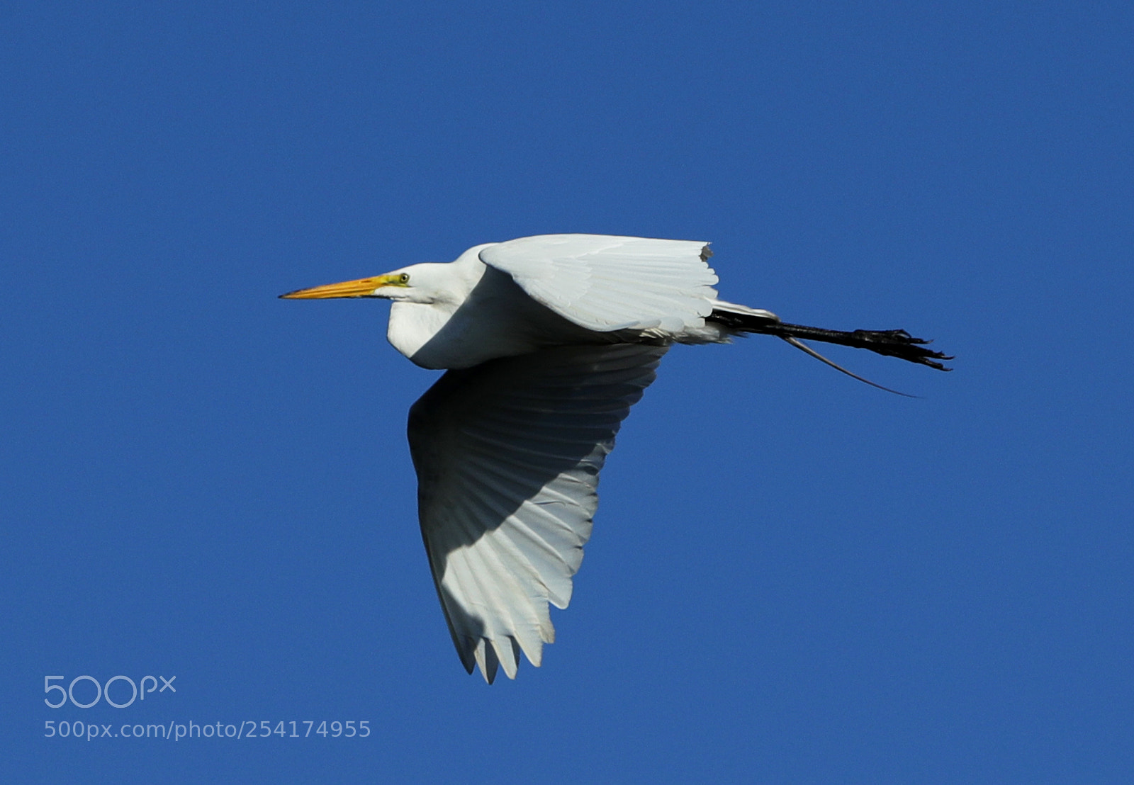Canon EOS-1D X Mark II sample photo. 04-18-18-0013219.jpg photography