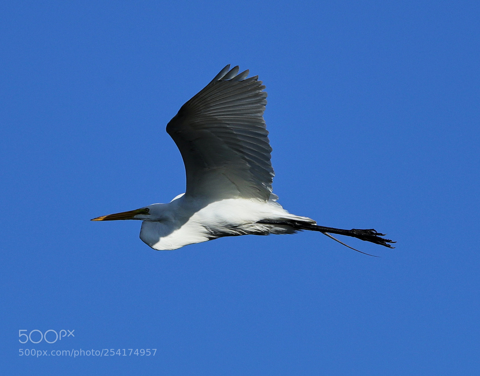 Canon EOS-1D X Mark II sample photo. 04-18-18-0013218.jpg photography