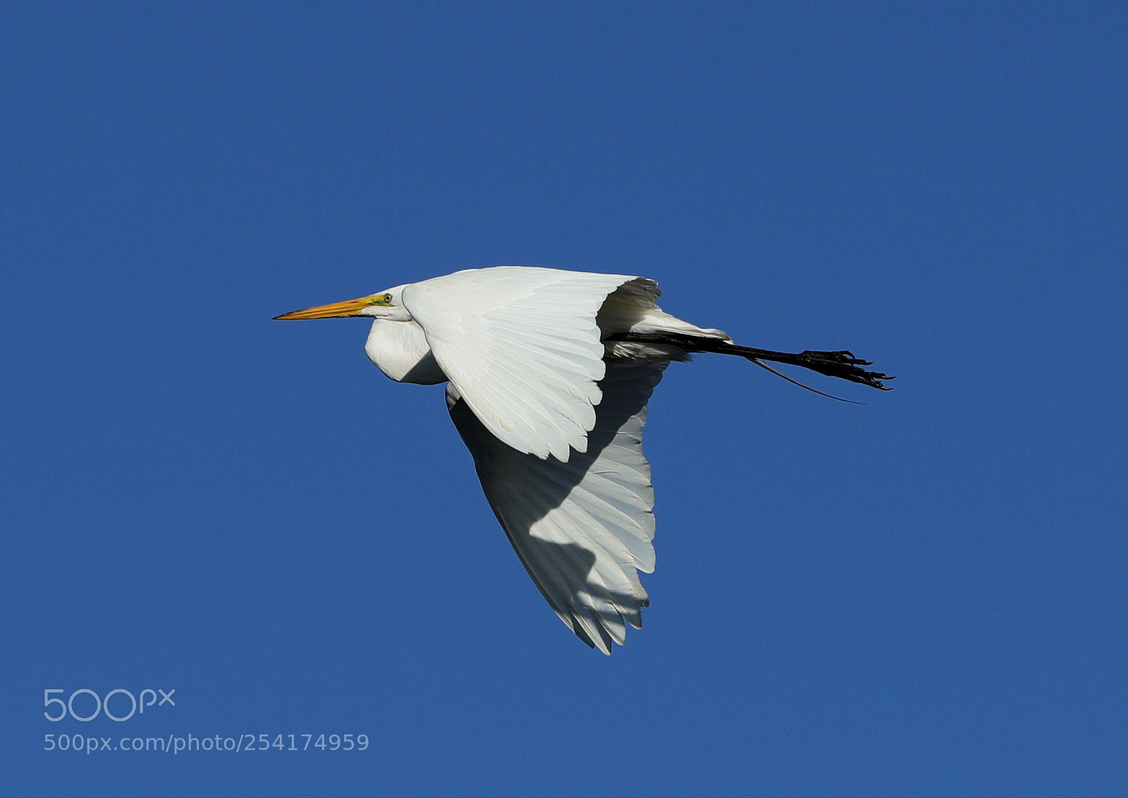 Canon EOS-1D X Mark II sample photo. 04-18-18-0013217.jpg photography