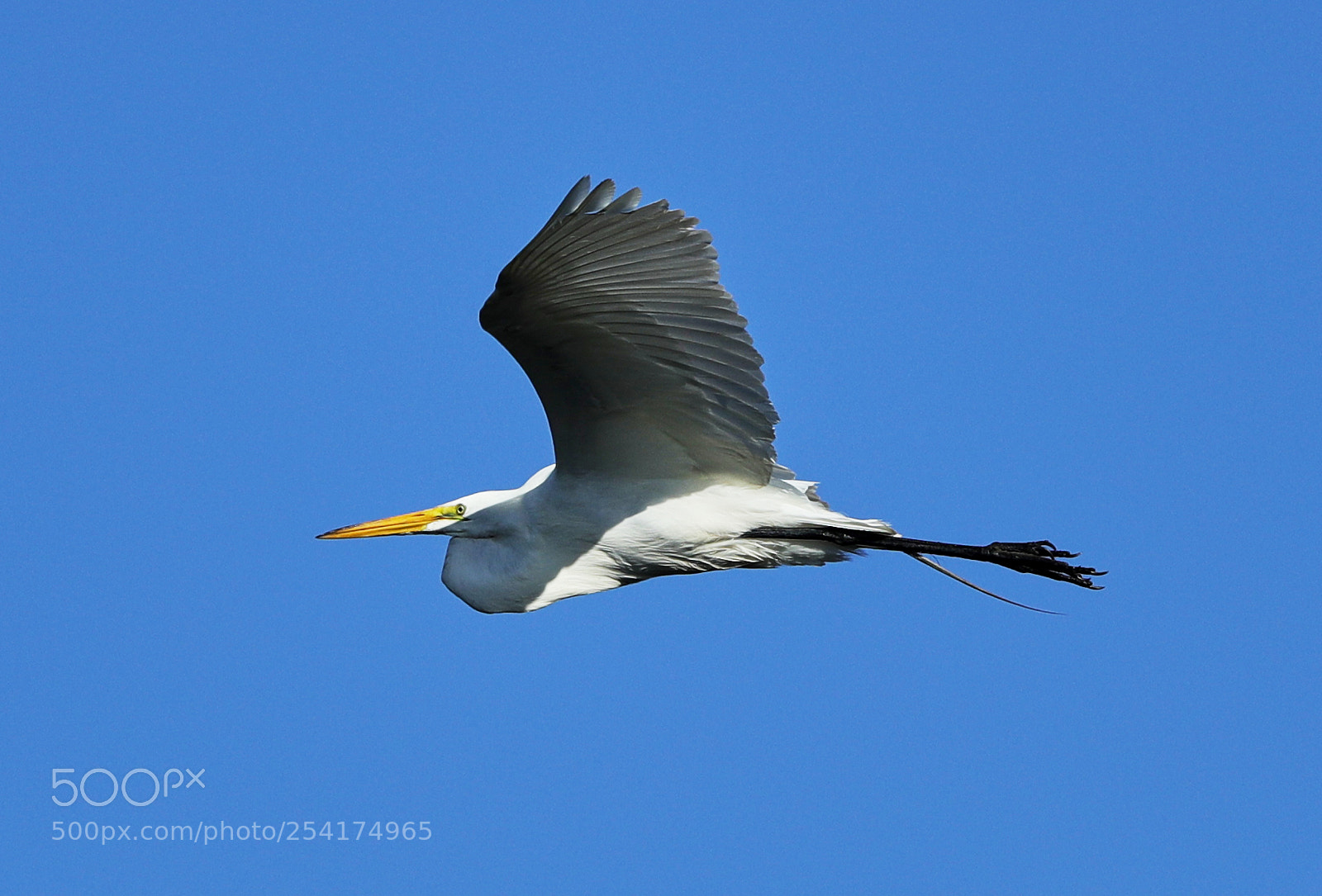 Canon EOS-1D X Mark II sample photo. 04-18-18-0013216.jpg photography