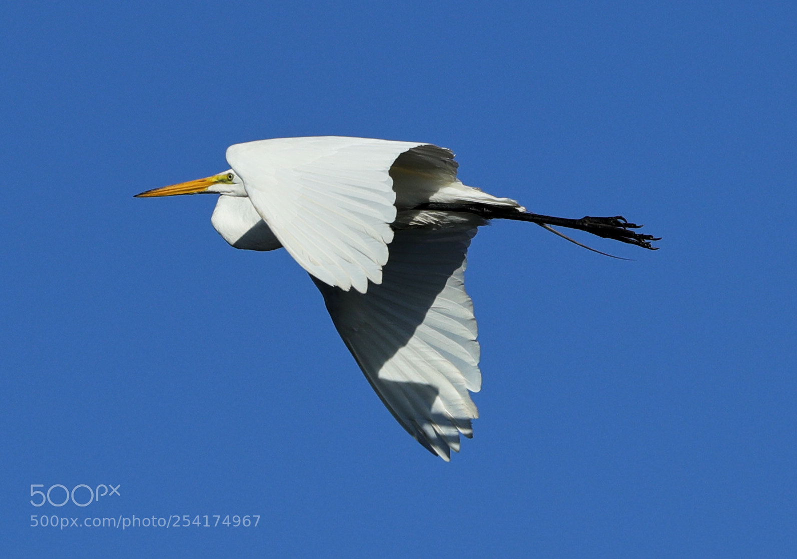 Canon EOS-1D X Mark II sample photo. 04-18-18-0013215.jpg photography