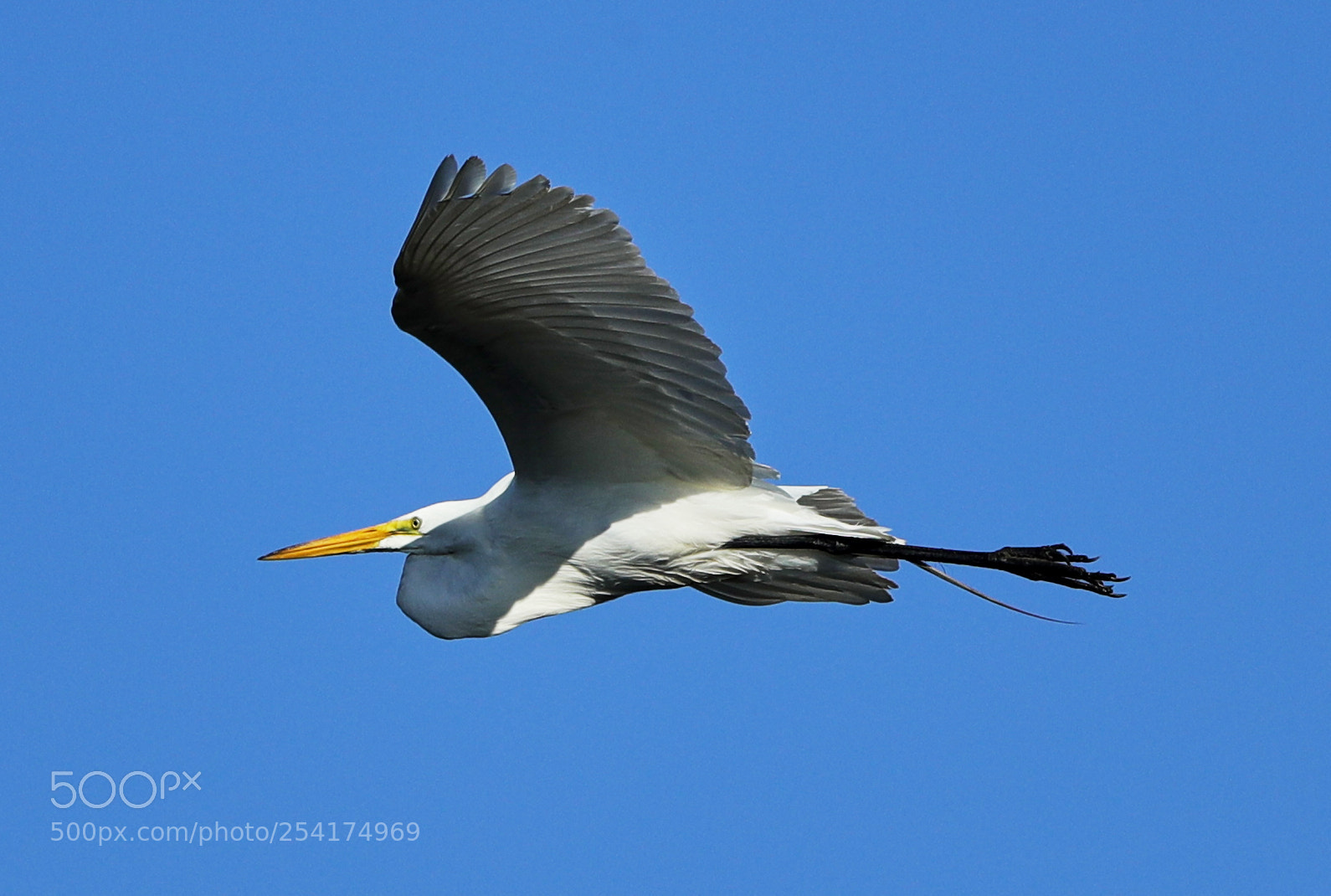 Canon EOS-1D X Mark II sample photo. 04-18-18-0013214.jpg photography