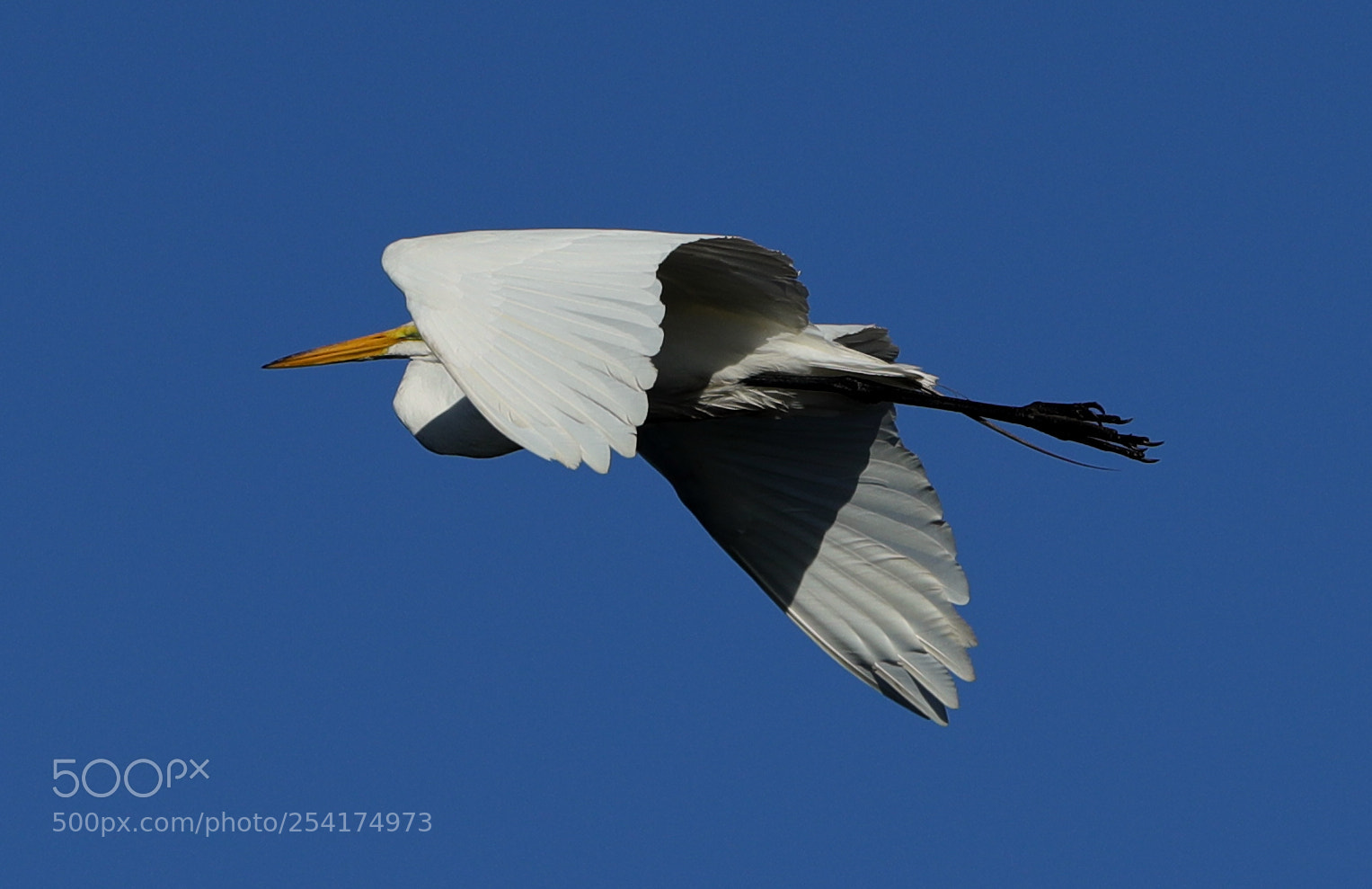 Canon EOS-1D X Mark II sample photo. 04-18-18-0013213.jpg photography