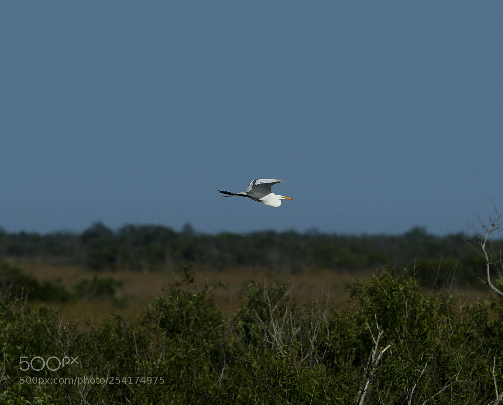Canon EOS-1D X Mark II sample photo. 04-18-18-0013210.jpg photography