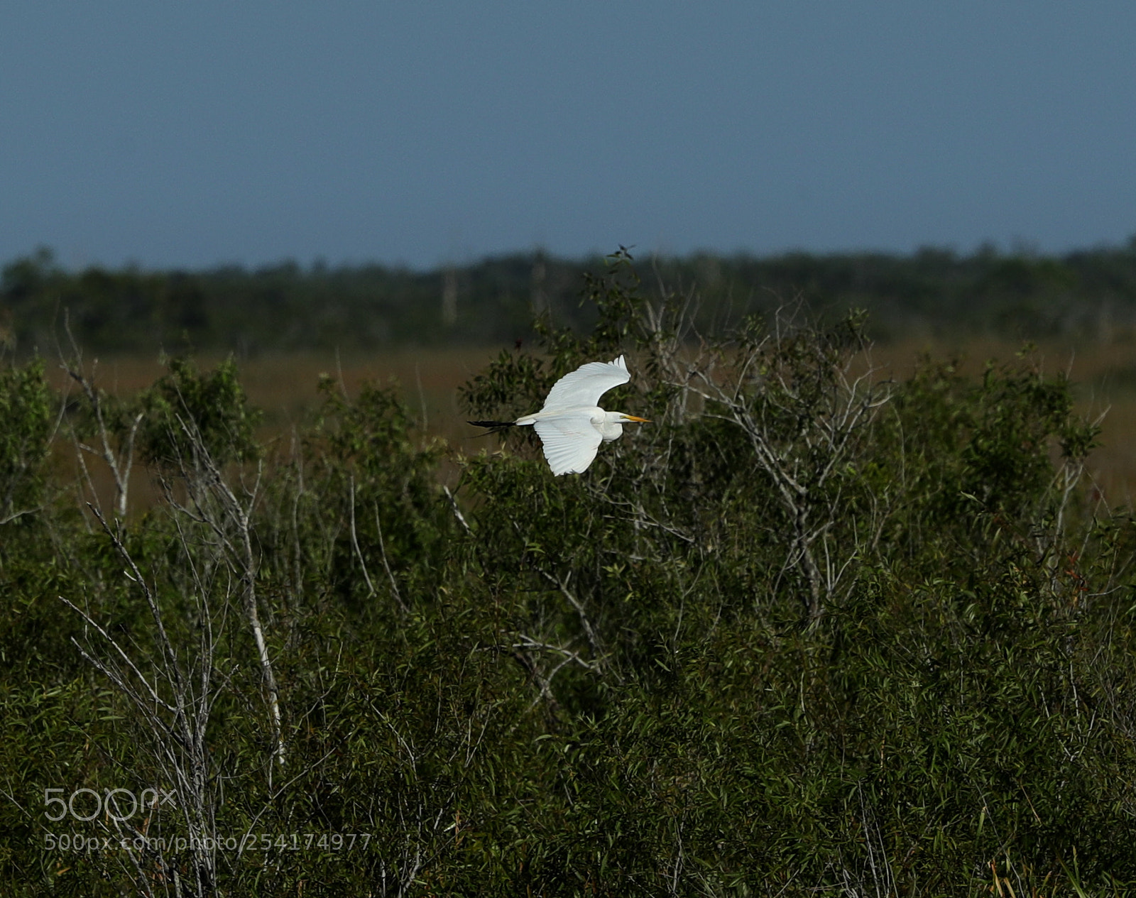Canon EOS-1D X Mark II sample photo. 04-18-18-0013209.jpg photography