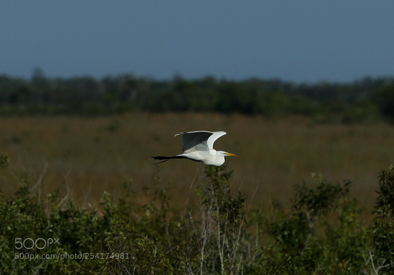 Canon EOS-1D X Mark II sample photo. 04-18-18-0013208.jpg photography