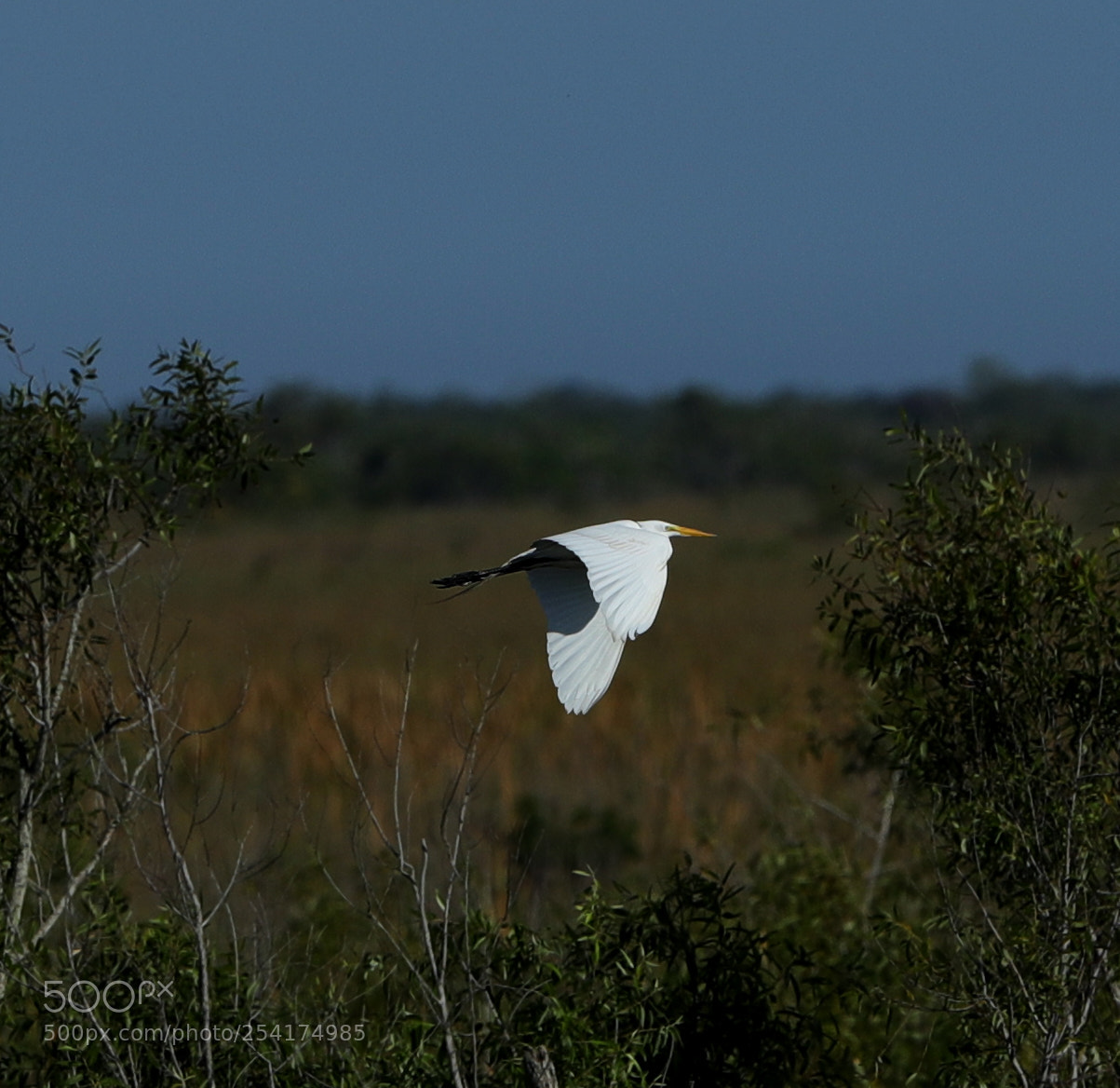 Canon EOS-1D X Mark II sample photo. 04-18-18-0013206.jpg photography