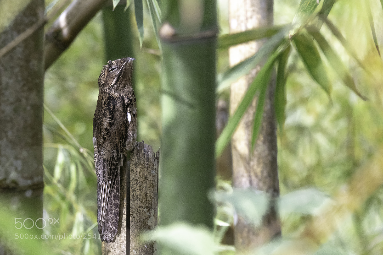 Canon EOS 5DS sample photo. Sleepy potoo photography