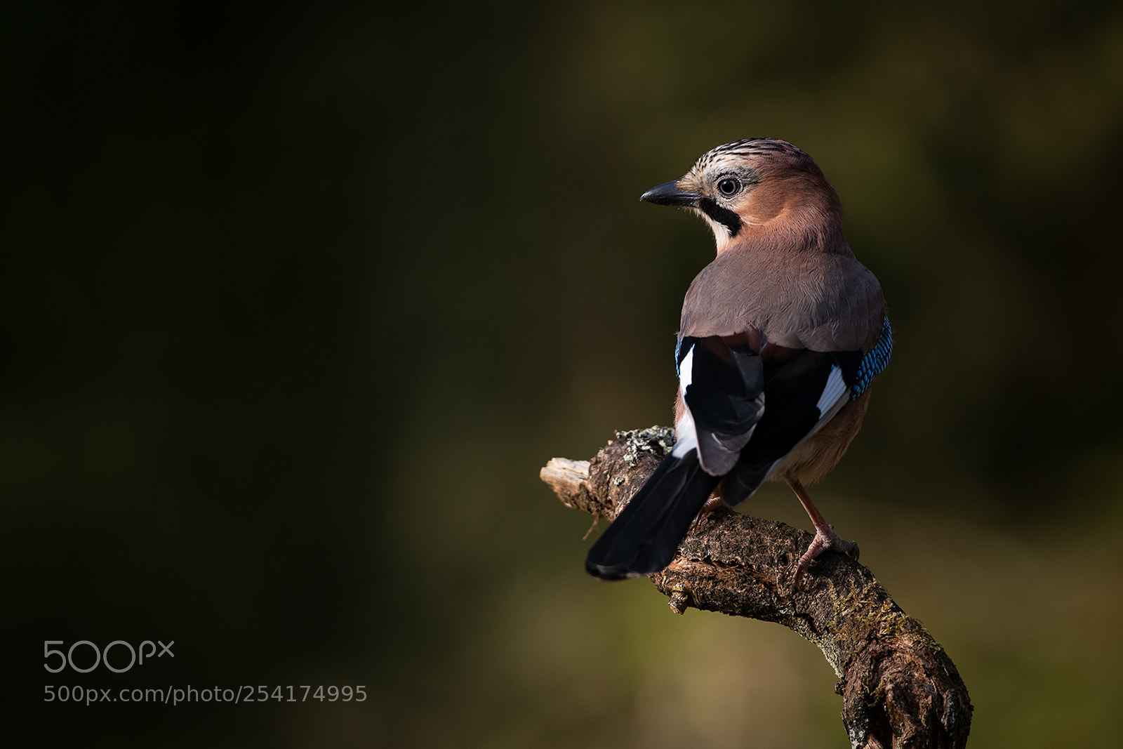 Canon EOS-1D X sample photo. Eurasian jay photography