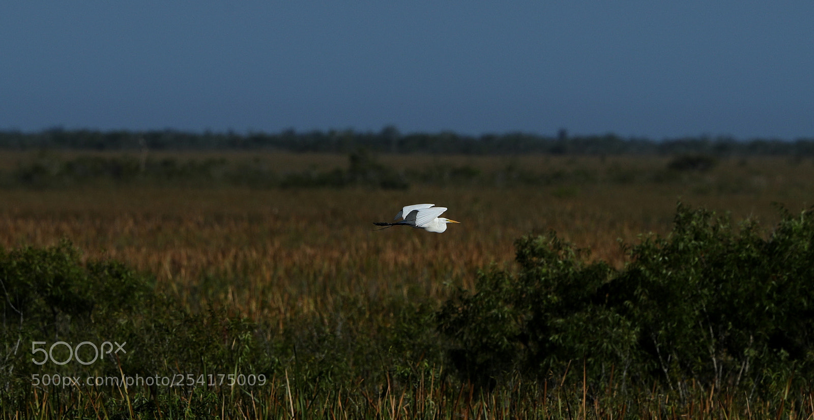 Canon EOS-1D X Mark II sample photo. 04-18-18-0013205.jpg photography