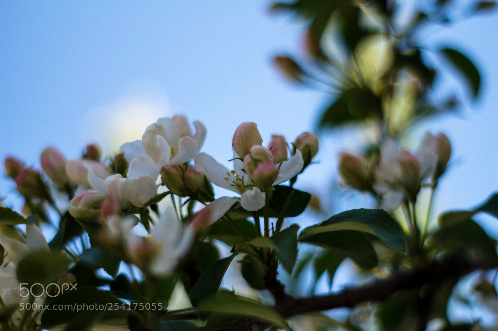 Canon EOS 700D (EOS Rebel T5i / EOS Kiss X7i) sample photo. 60.jpg photography