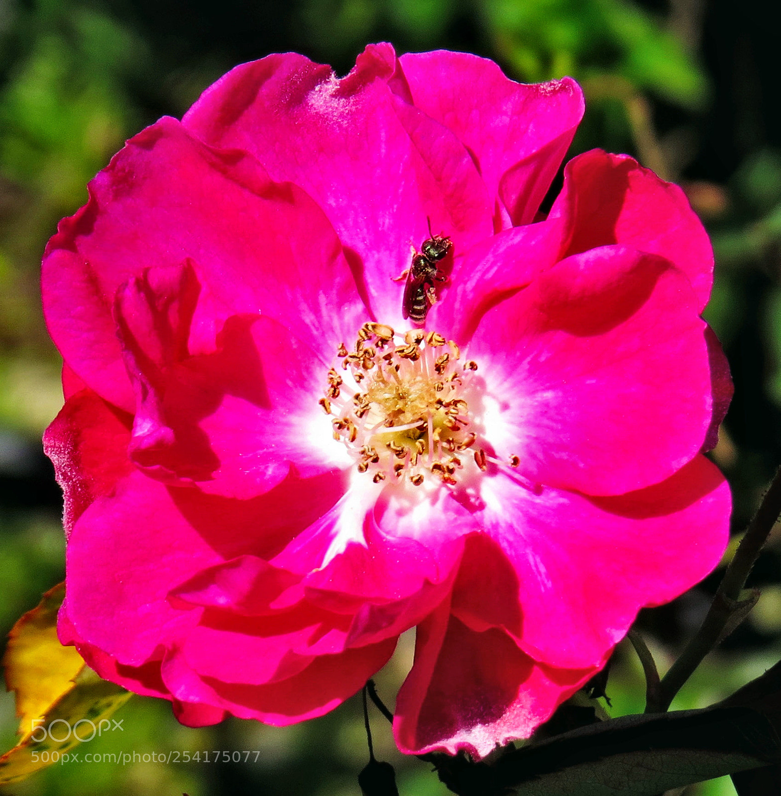 Canon PowerShot SX50 HS sample photo. A bee enjoying a photography