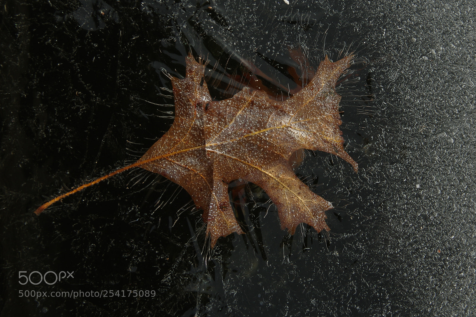 Pentax K-3 II sample photo. Trapped photography