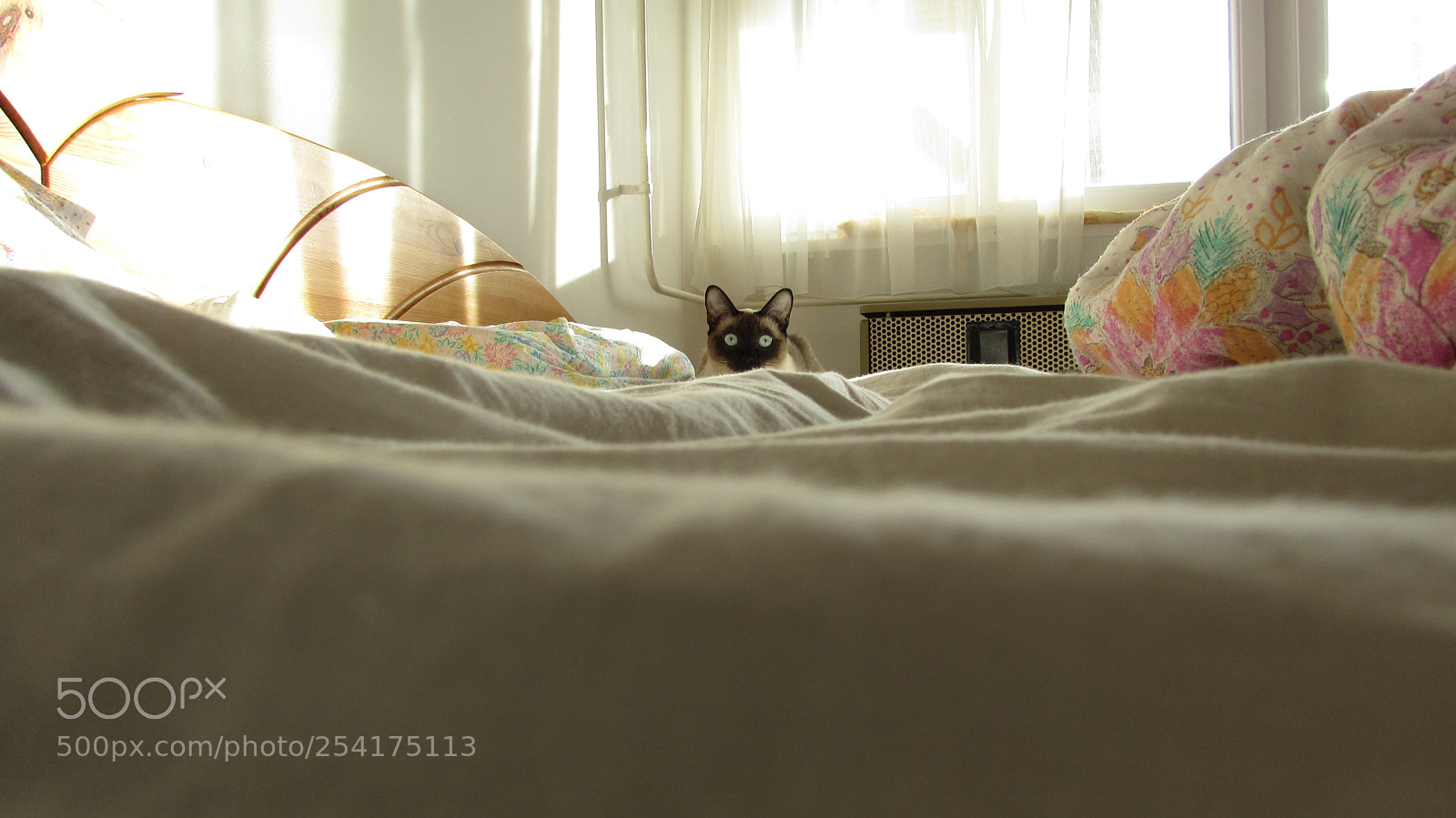 Canon PowerShot SX510 HS sample photo. Cat photography