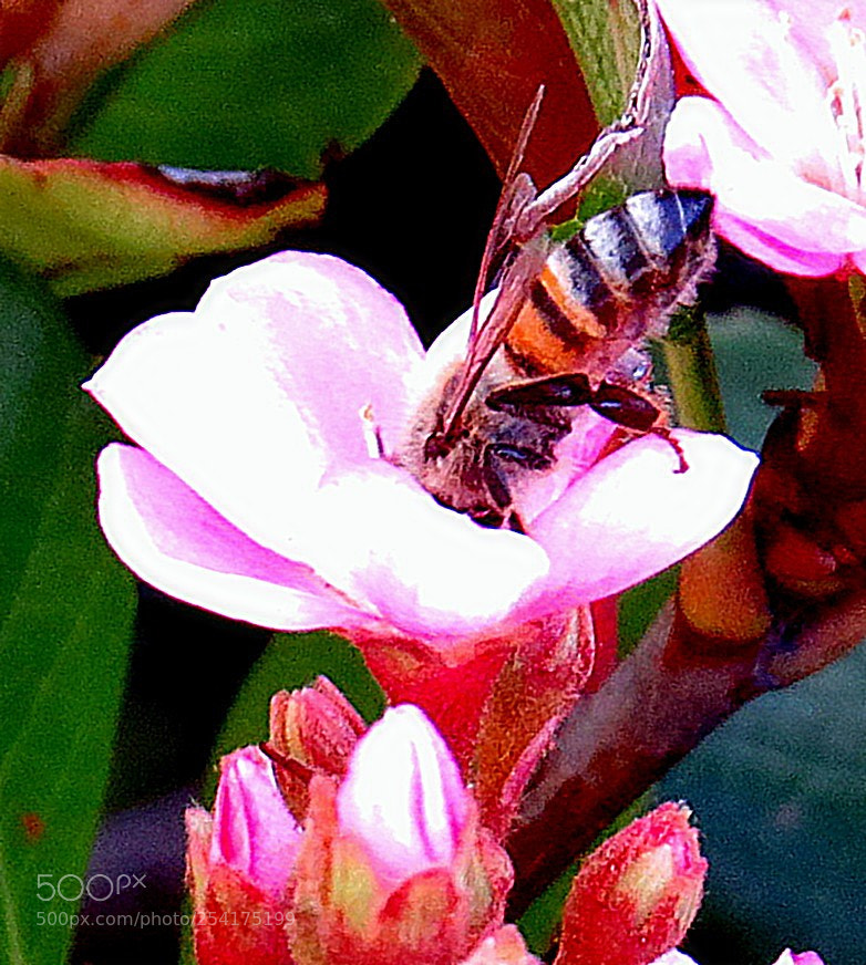 Canon PowerShot SX50 HS sample photo. A bee enjoying a photography