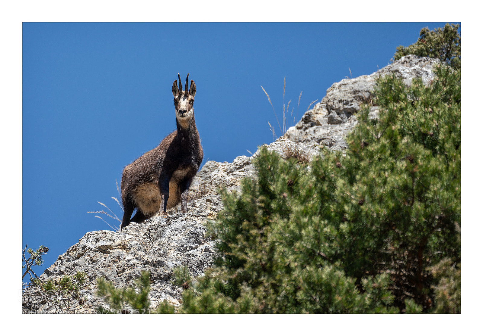 Sony a7R III sample photo. Chamois vercorin sur le photography