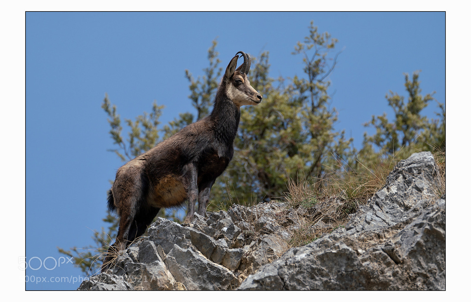 Sony a7R III sample photo. Chamois vercorin sur le photography