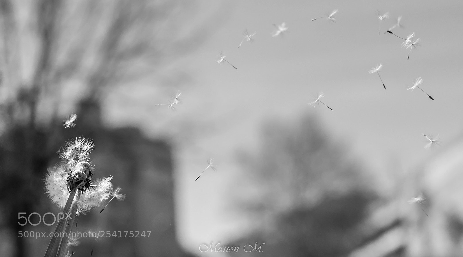 Canon EOS 750D (EOS Rebel T6i / EOS Kiss X8i) sample photo. Envole toi photography
