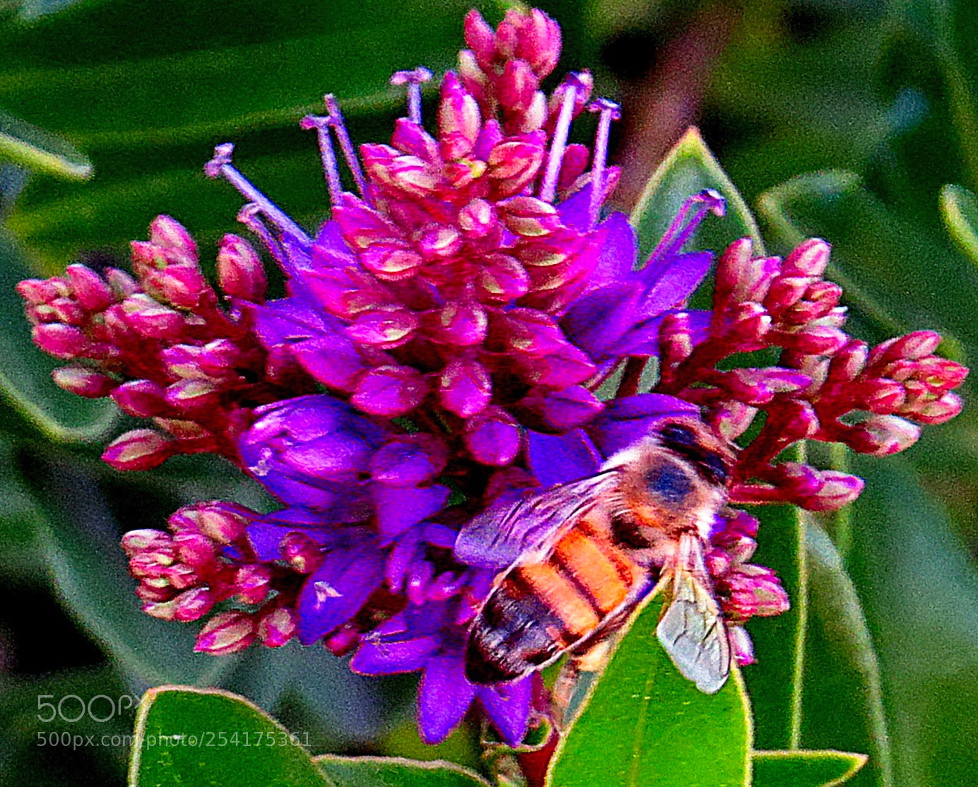 Canon PowerShot SX50 HS sample photo. A bee enjoying a photography